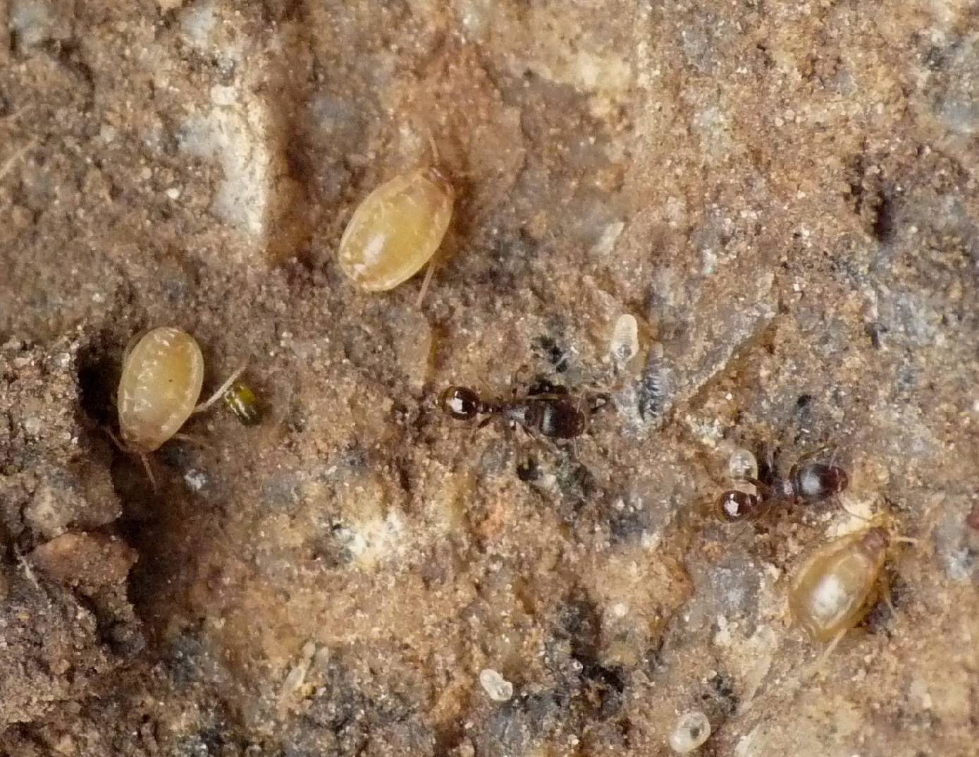 Altri afidi ( Fam.  Aphididae)  presso formiche Tetramorium